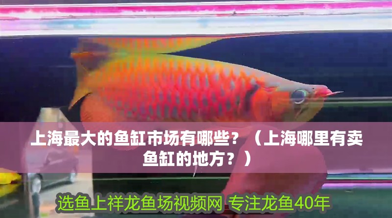 上海最大的魚缸市場有哪些？（上海哪里有賣魚缸的地方？）