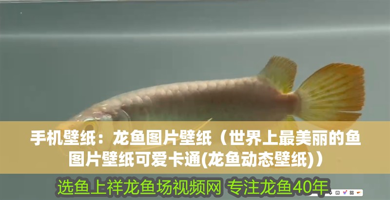手機壁紙：龍魚圖片壁紙（世界上最美麗的魚圖片壁紙可愛卡通(龍魚動態壁紙)）