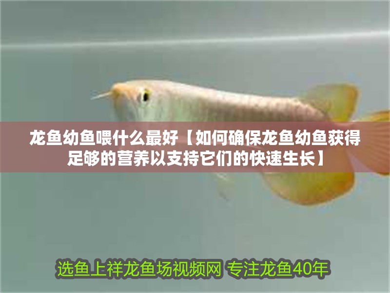 龍魚幼魚喂什么最好【如何確保龍魚幼魚獲得足夠的營養以支持它們的快速生長】