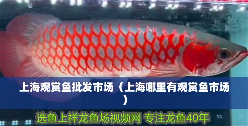 <strong><mark>上海</mark></strong>觀賞魚批發市場（<strong><mark>上海</mark></strong>哪里有觀賞魚市場）
