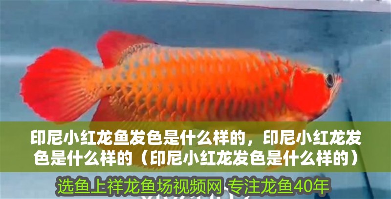 印尼小紅龍魚發(fā)色是什么樣的，印尼小紅龍發(fā)色是什么樣的（印尼小紅龍發(fā)色是什么樣的） 印尼小紅龍魚發(fā)色是什么樣的，印尼小紅龍發(fā)色是什么樣的（印尼小紅龍發(fā)色是什么樣的） 觀賞魚百科