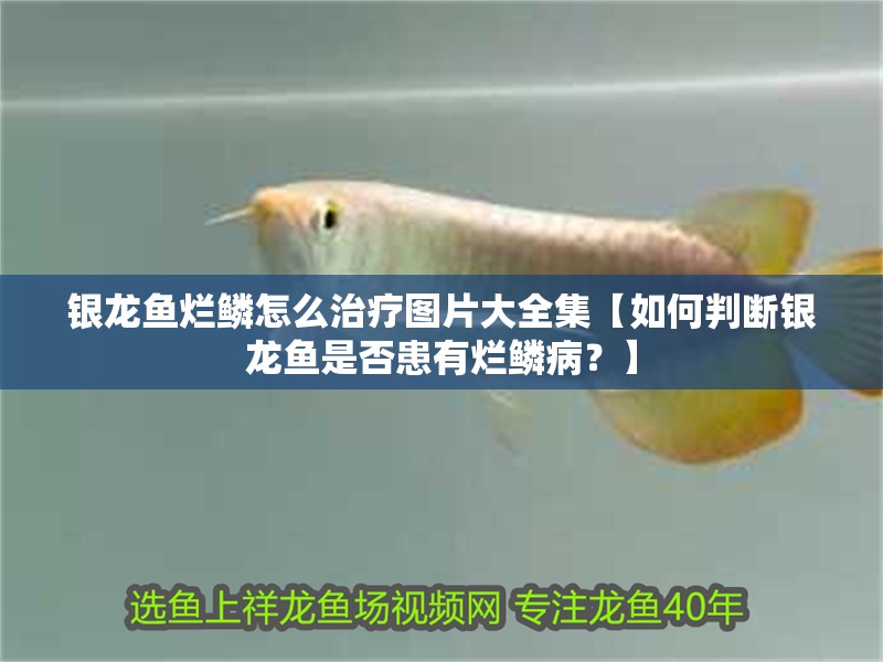 銀龍魚爛鱗怎么治療圖片大全集【如何判斷銀龍魚是否患有爛鱗病？】