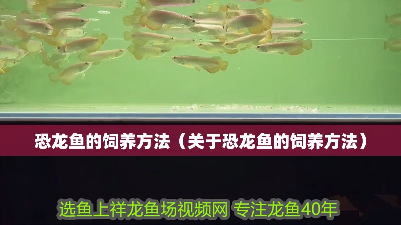 恐龍魚的飼養方法（關于恐龍魚的飼養方法）