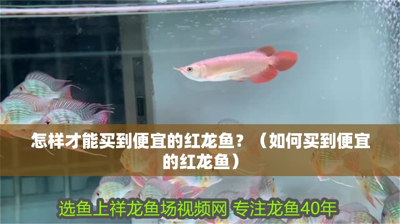 怎樣才能買(mǎi)到便宜的紅龍魚(yú)?(如何買(mǎi)到便宜的紅龍魚(yú)) 觀賞魚(yú)百科 第2張 怎樣才能買(mǎi)到便宜的紅龍魚(yú)?(如何買(mǎi)到便宜的紅龍魚(yú)) 怎樣才能買(mǎi)到便宜的紅龍魚(yú)?(如何買(mǎi)到便宜的紅龍魚(yú)) 觀賞魚(yú)百科 第2張