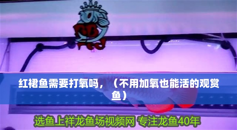 紅裙魚需要打氧嗎，（不用加氧也能活的觀賞魚）