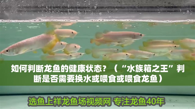 如何判斷龍魚的健康狀態？（“水族箱之王”判斷是否需要換水或喂食或喂食龍魚）