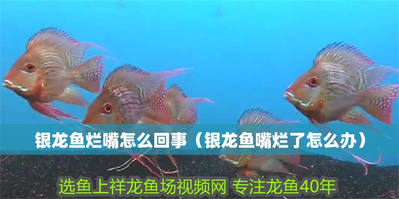 銀龍魚(yú)爛嘴怎么回事（銀龍魚(yú)嘴爛了怎么辦）