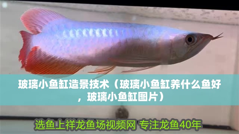 玻璃小魚缸造景技術（玻璃小魚缸養什么魚好，玻璃小魚缸圖片）