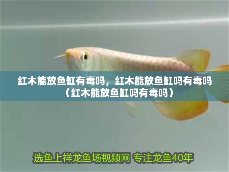 紅木能放魚缸有毒嗎，紅木能放魚缸嗎有毒嗎（紅木能放魚缸嗎有毒嗎）