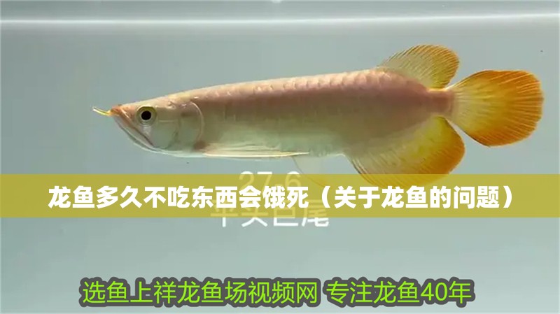 龍魚多久不吃東西會餓死（關于龍魚的問題）