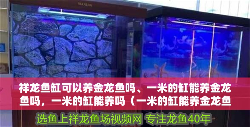 祥龍魚缸可以養金龍魚嗎、一米的缸能養金龍魚嗎，一米的缸能養嗎（一米的缸能養金龍魚嗎、一米的缸能養金龍魚嗎）