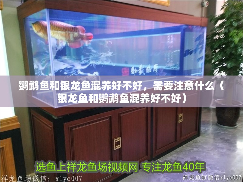 鸚鵡魚和銀龍魚混養好不好，需要注意什么（銀龍魚和鸚鵡魚混養好不好）