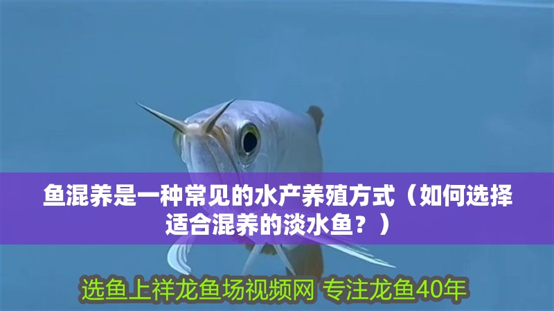 魚混養是一種常見的水產養殖方式（如何選擇適合混養的淡水魚？）