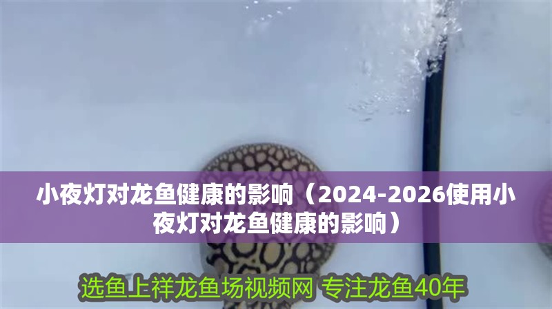 小夜燈對龍魚健康的影響（2024-2026使用小夜燈對龍魚健康的影響）