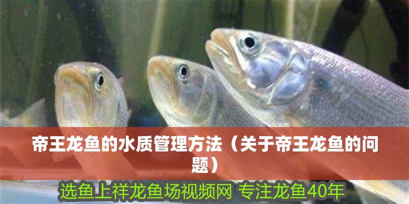 帝王龍魚的水質管理方法（關于帝王龍魚的問題）