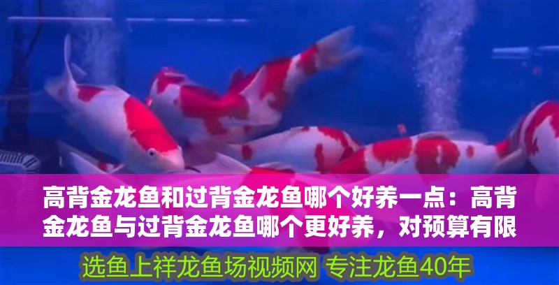 高背金龍魚和過背金龍魚哪個好養一點：高背金龍魚與過背金龍魚哪個更好養，對預算有限的養魚者來說，該如何選擇？