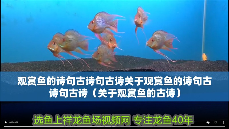 觀賞魚的詩句古詩句古詩關于觀賞魚的詩句古詩句古詩（關于觀賞魚的古詩）