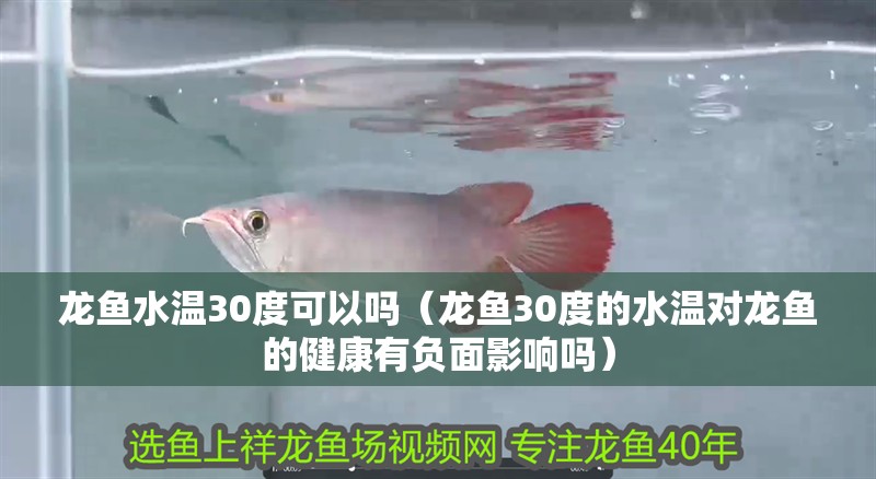 龍魚水溫30度可以嗎（龍魚30度的水溫對龍魚的健康有負面影響嗎）