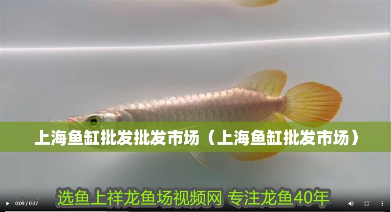 上海魚缸批發批發市場（上海魚缸批發市場）