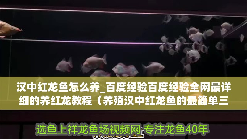 漢中紅龍魚怎么養(yǎng)_百度經(jīng)驗百度經(jīng)驗全網(wǎng)最詳細(xì)的養(yǎng)紅龍教程（養(yǎng)殖漢中紅龍魚的最簡單三個步驟）