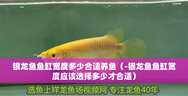 銀龍魚魚缸寬度多少合適養(yǎng)魚（-銀龍魚魚缸寬度應(yīng)該選擇多少才合適）