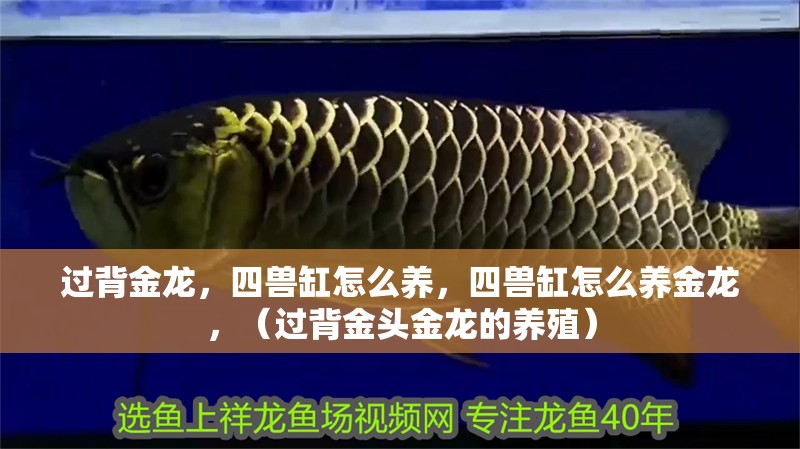 過背金龍，四獸缸怎么養，四獸缸怎么養金龍，（過背金頭金龍的養殖）
