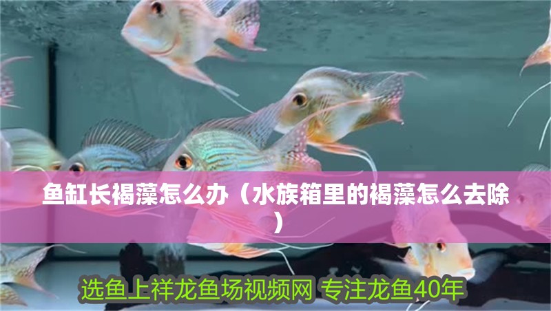 魚缸長褐藻怎么辦（水族箱里的褐藻怎么去除）
