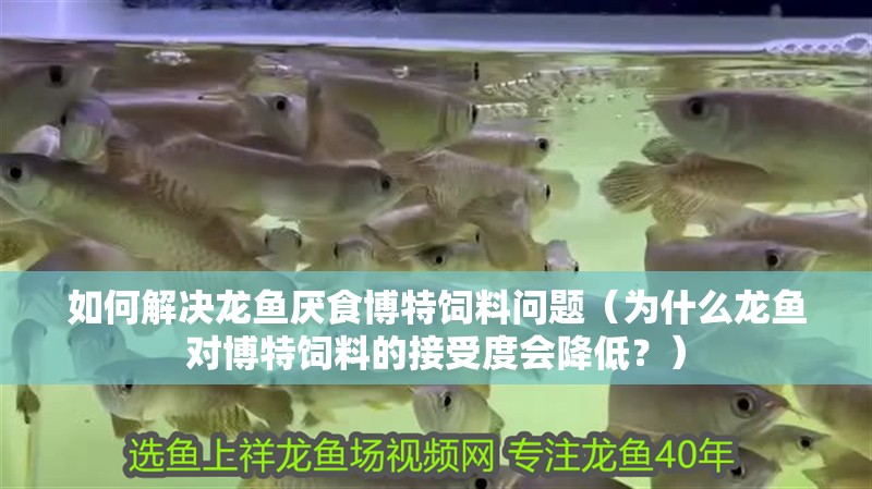 如何解決龍魚厭食博特飼料問題（為什么龍魚對博特飼料的接受度會降低？）