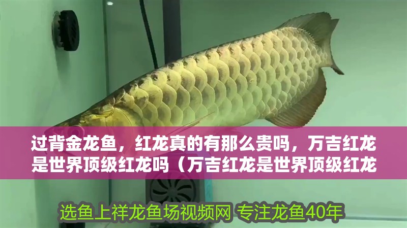 過背金龍魚，紅龍真的有那么貴嗎，萬吉紅龍是世界頂級紅龍嗎（萬吉紅龍是世界頂級紅龍嗎實(shí)體店里買不到心儀的觀賞魚） 過背金龍魚，紅龍真的有那么貴嗎，萬吉紅龍是世界頂級紅龍嗎（萬吉紅龍是世界頂級紅龍嗎實(shí)體店里買不到心儀的觀賞魚） 觀賞魚百科 第4張