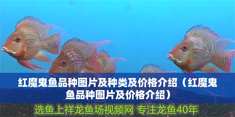 紅魔鬼魚品種圖片及種類及價格介紹（紅魔鬼魚品種圖片及價格介紹）