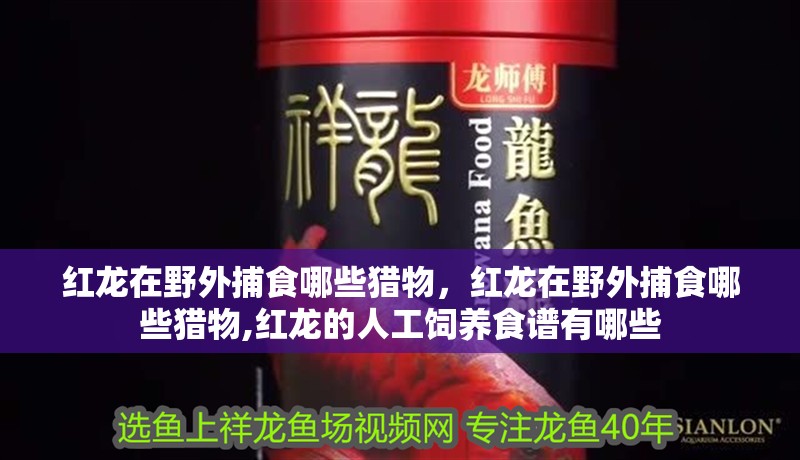 紅龍在野外捕食哪些獵物，紅龍在野外捕食哪些獵物,紅龍的人工飼養(yǎng)食譜有哪些