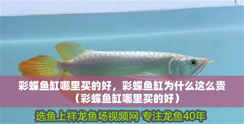 彩蝶魚缸哪里買的好，彩蝶魚缸為什么這么貴（彩蝶魚缸哪里買的好）