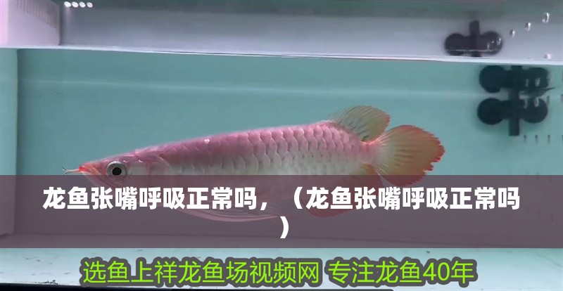 龍魚張嘴呼吸正常嗎，（龍魚張嘴呼吸正常嗎）