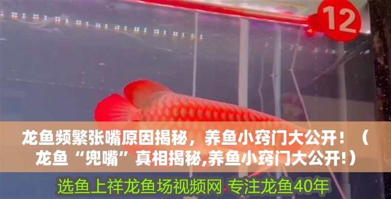 龍魚頻繁張嘴原因揭秘，養魚小竅門大公開！（龍魚“兜嘴”真相揭秘,養魚小竅門大公開!）