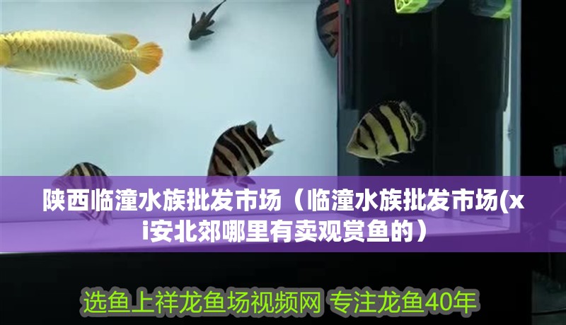 陜西臨潼水族批發市場（臨潼水族批發市場(xi安北郊哪里有賣觀賞魚的）