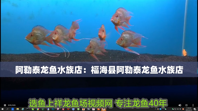 阿勒泰龍魚水族店：<strong><mark>福海</mark></strong>縣阿勒泰龍魚水族店