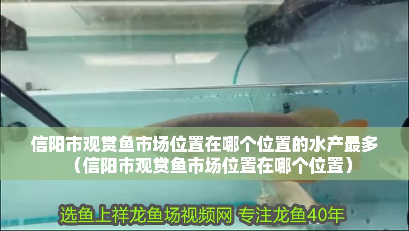 信陽市觀賞魚市場位置在哪個位置的水產最多（信陽市觀賞魚市場位置在哪個位置）