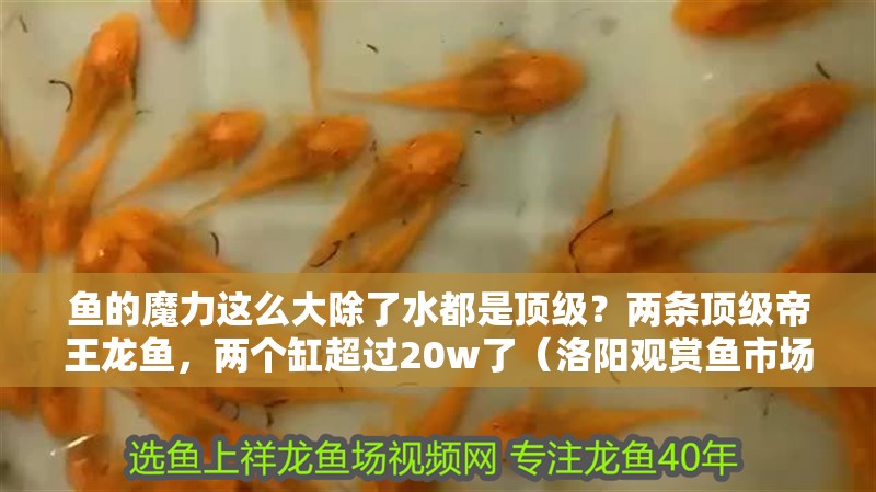 魚的魔力這么大除了水都是頂級？兩條頂級帝王龍魚，兩個缸超過20w了（洛陽觀賞魚市場以其豐富的品種和獨特的魅力吸引了眾多愛好者）