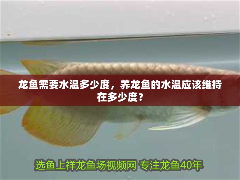 龍魚需要水溫多少度，養龍魚的水溫應該維持在多少度？