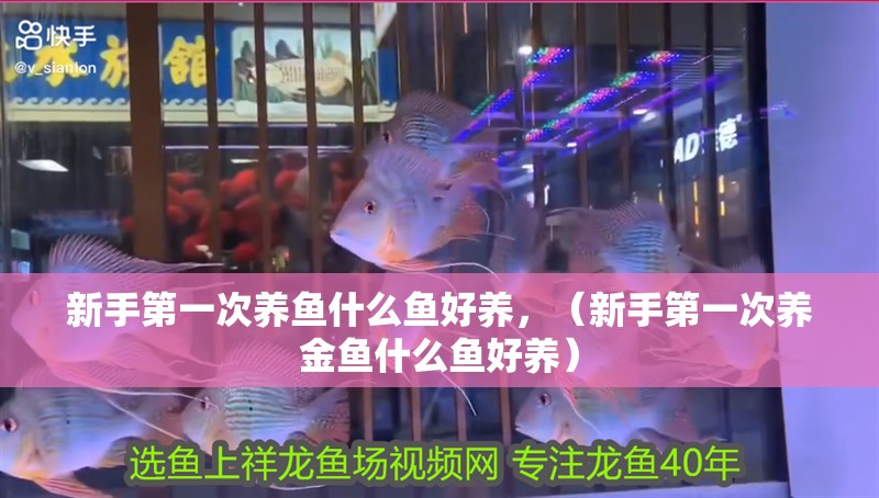 新手第一次養魚什么魚好養，（新手第一次養金魚什么魚好養）