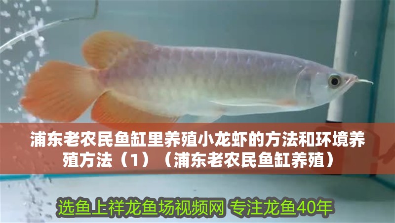 浦東老農民魚缸里養殖小龍蝦的方法和環境養殖方法（1）（浦東老農民魚缸養殖）