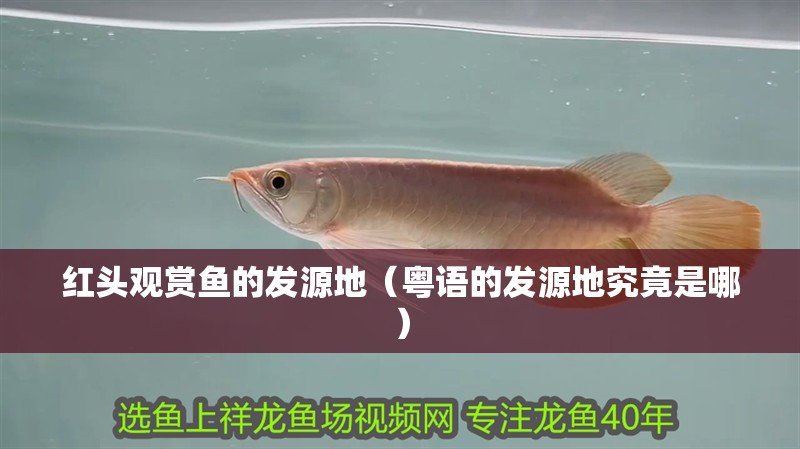 紅頭觀賞魚的發(fā)源地（粵語的發(fā)源地究竟是哪）