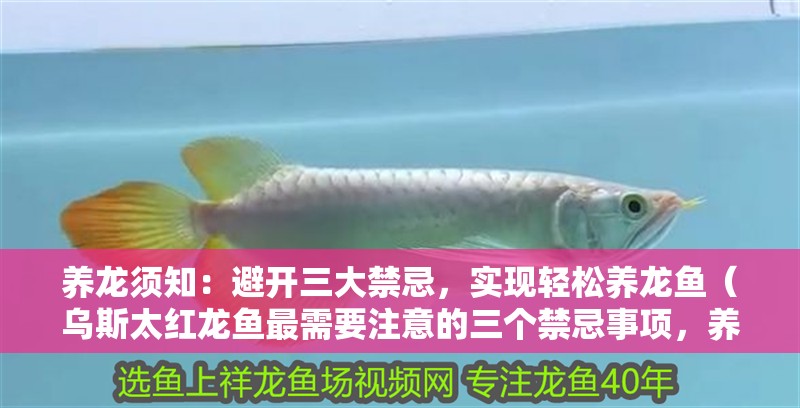 養龍須知：避開三大禁忌，實現輕松養龍魚（烏斯太紅龍魚最需要注意的三個禁忌事項，養龍須知）