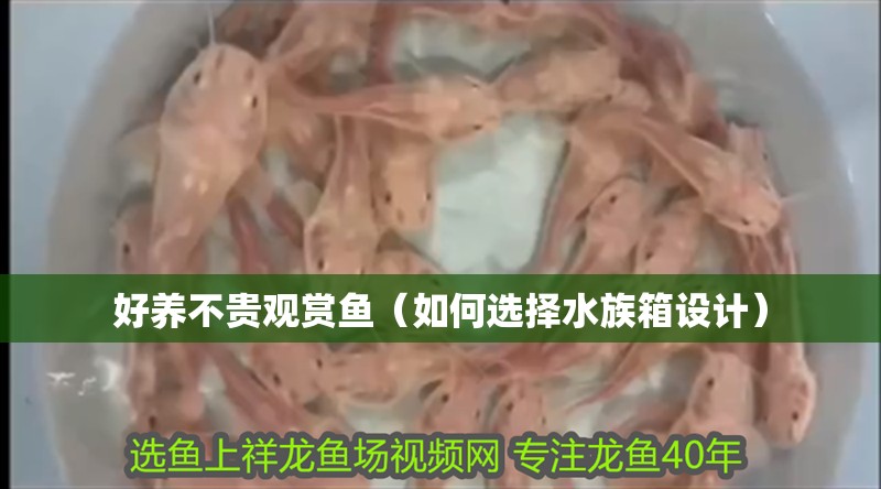 好養不貴觀賞魚（如何選擇水族箱設計）