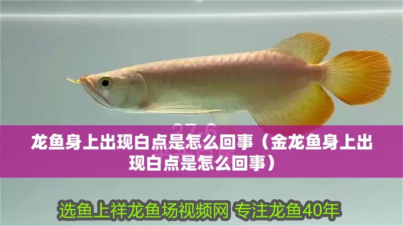龍魚身上出現(xiàn)白點(diǎn)是怎么回事（金龍魚身上出現(xiàn)白點(diǎn)是怎么回事）