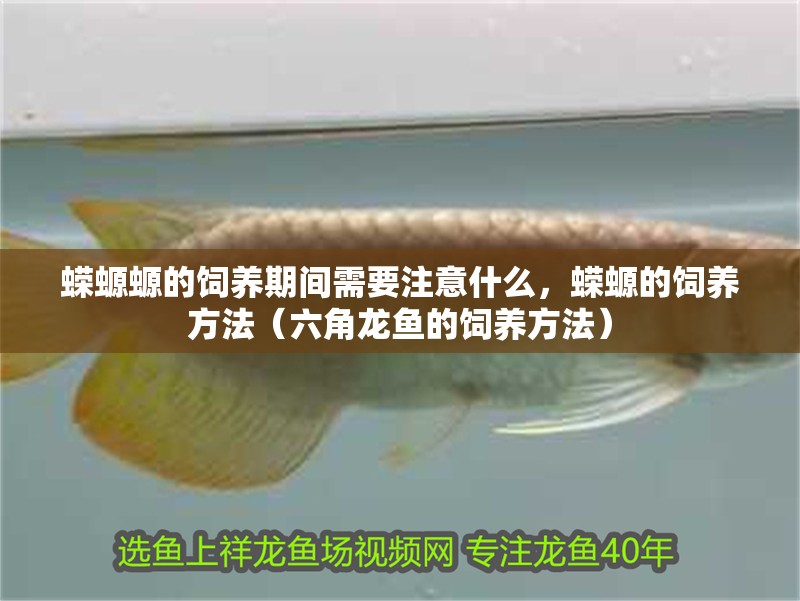 蠑螈螈的飼養期間需要注意什么，蠑螈的飼養方法（六角龍魚的飼養方法）