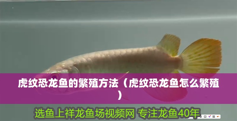 虎紋恐龍魚的繁殖方法（虎紋恐龍魚怎么繁殖）