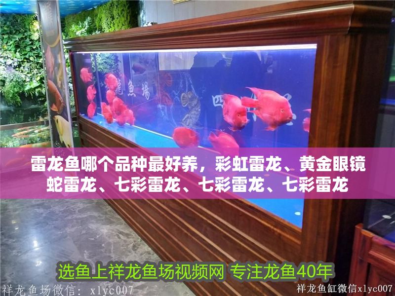 雷龍魚哪個品種最好養，彩虹雷龍、黃金眼鏡蛇雷龍、七彩雷龍、七彩雷龍、七彩雷龍