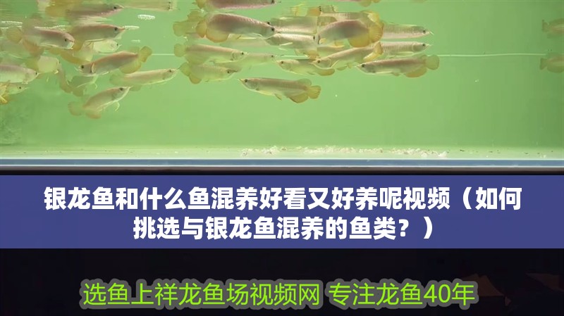 銀龍魚和什么魚混養好看又好養呢視頻（如何挑選與銀龍魚混養的魚類？）