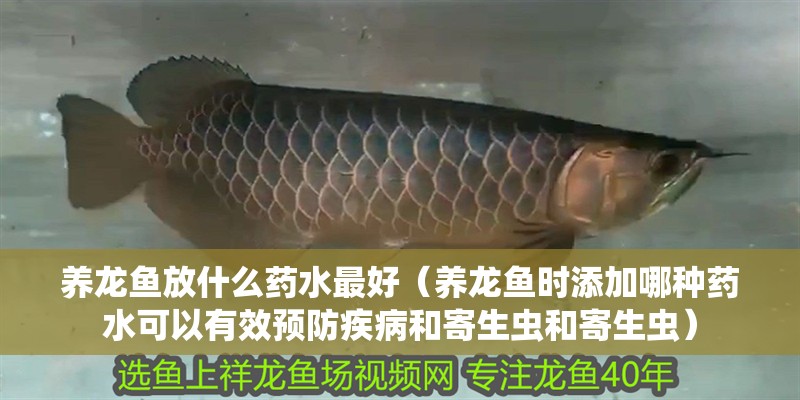養龍魚放什么藥水最好（養龍魚時添加哪種藥水可以有效預防疾病和寄生蟲和寄生蟲）